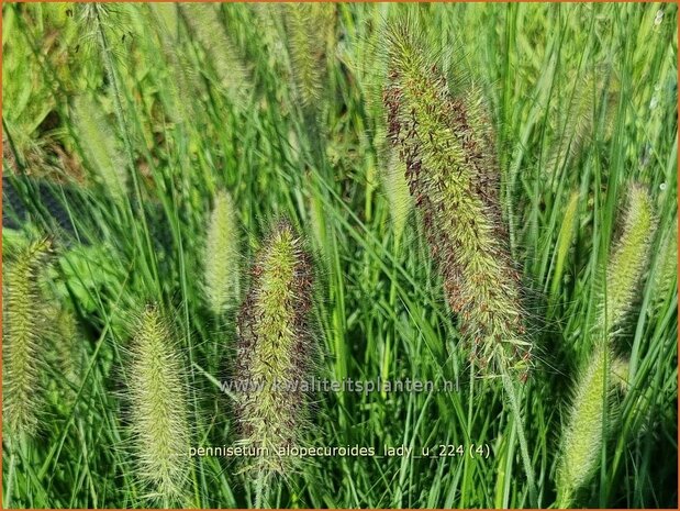 Pennisetum alopecuroides 'Lady U' | Breed lampenpoetsersgras, Borstelveergras, Lampenpoetsersgras | Lampenputzergras 