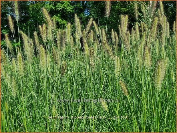 Pennisetum alopecuroides 'Lady U' | Breed lampenpoetsersgras, Borstelveergras, Lampenpoetsersgras | Lampenputzergras 