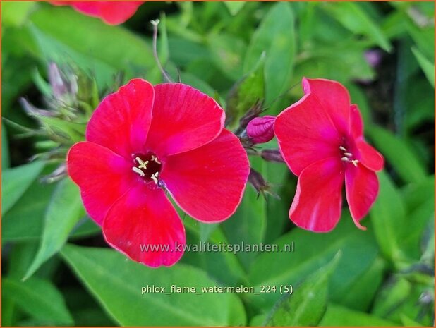 Phlox 'Flame Watermelon' | Hoge vlambloem, Vlambloem, Flox, Floks | Hohe Flammenblume | Border Phlox