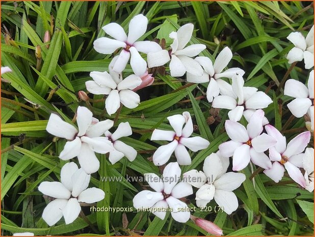 Rhodohypoxis platypetale 'Select' | Roodsterretje, Sterretjesgras | Grasstern | Red Star