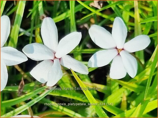 Rhodohypoxis platypetale 'Select' | Roodsterretje, Sterretjesgras | Grasstern | Red Star