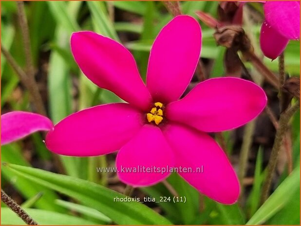 Rhodoxis 'Titia' | Rapsterretje, Sterretjesgras | Grasstern | Hybrid Red Star