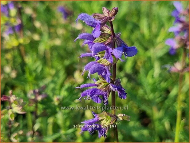 Salvia 'Carina' | Salie, Salvia | Salbei | Sage