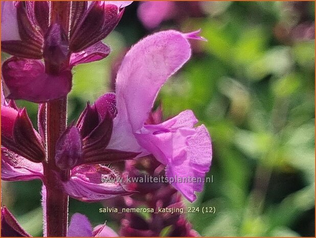 Salvia nemerosa 'Katsjing' | Bossalie, Salie, Salvia | Steppensalbei | Woodland Sage