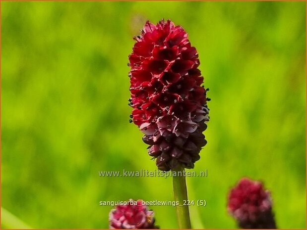 Sanguisorba 'Beetlewings' | Pimpernel, Sorbenkruid | Wiesenknopf | Burnet