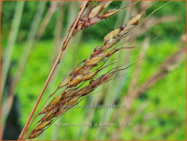 Sorghastrum nutans 'JS Winnetou' | Goudbaardgras | Indianergras | Yellow Indian Grass