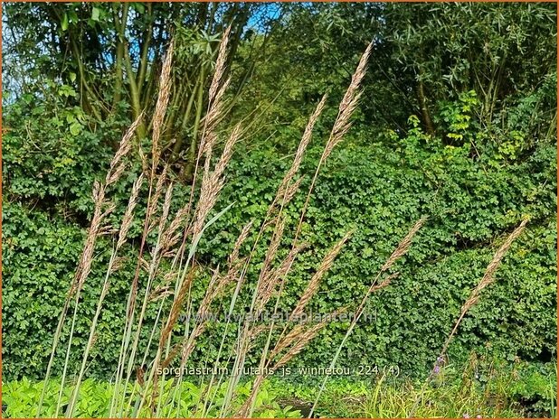 Sorghastrum nutans 'JS Winnetou' | Goudbaardgras | Indianergras | Yellow Indian Grass