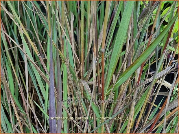 Sorghastrum nutans 'JS Winnetou' | Goudbaardgras | Indianergras | Yellow Indian Grass