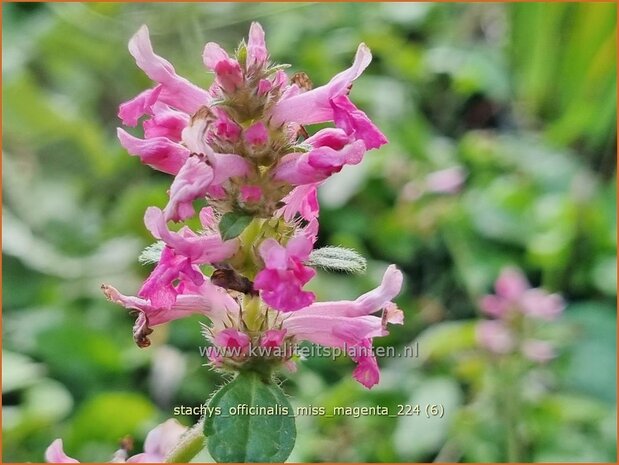 Stachys officinalis 'Miss Magenta' | Betonie, Koortskruid, Andoorn | Echter Ziest | Common Hedge Nettle