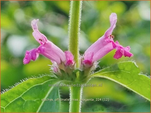 Stachys officinalis 'Miss Magenta' | Betonie, Koortskruid, Andoorn | Echter Ziest | Common Hedge Nettle