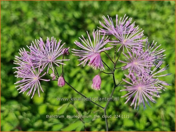 Thalictrum aquilegifolium 'The Cloud' | Akeleiruit, Akeleibladige ruit, Ruit | Akeleiblättrige Wiesenraute | Columbi