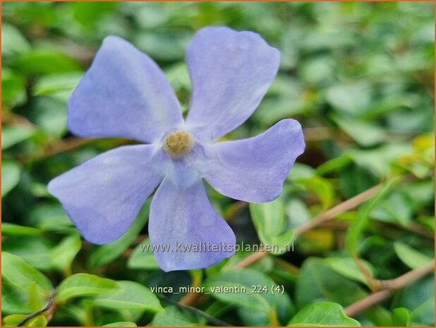 Vinca minor 'Valentin' | Kleine maagdenpalm, Maagdenpalm | Kleines Immergrün | Lesser Periwinkle