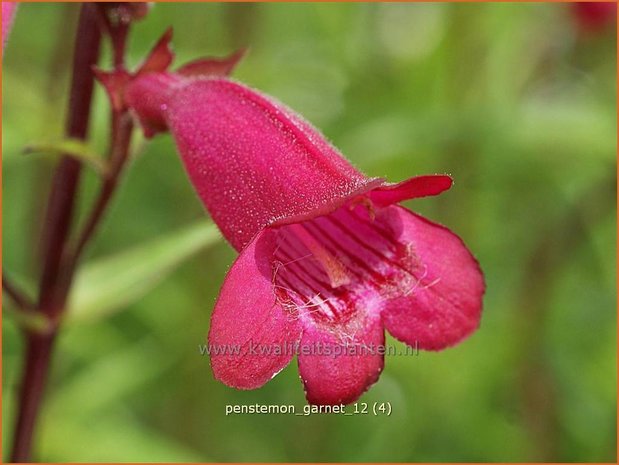 Penstemon 'Andenken an F. Hahn' | Slangenkop, Schildpadbloem