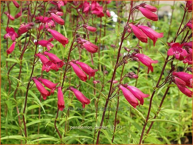 Penstemon 'Andenken an F. Hahn' | Slangenkop, Schildpadbloem