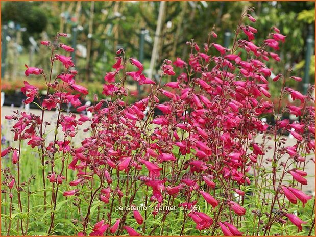 Penstemon 'Andenken an F. Hahn' | Slangenkop, Schildpadbloem