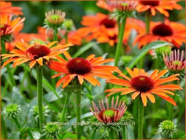 Echinacea purpurea 'Orange Skipper' | Zonnehoed