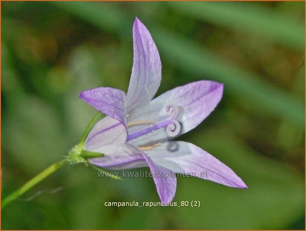 Campanula rapunculus | Rapunzelklokje, Repelsteeltje, Klokjesbloem | Rapunzel-Glockenblume