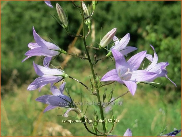 Campanula rapunculus | Rapunzelklokje, Repelsteeltje, Klokjesbloem | Rapunzel-Glockenblume