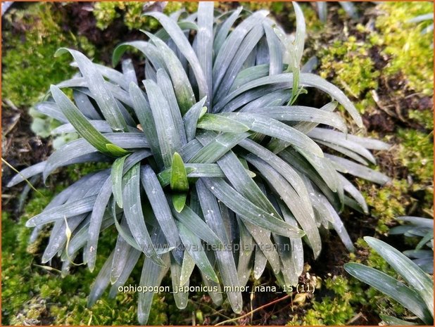 Ophiopogon japonicus 'Minor Nana' | Japans slangengras, Slangenbaard