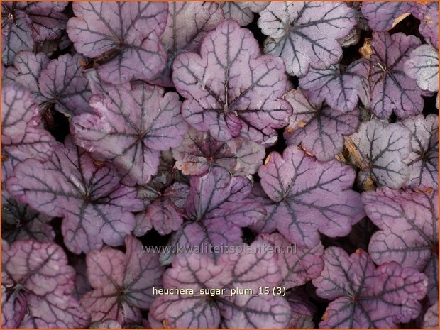 Heuchera 'Sugar Plum' | Purperklokje