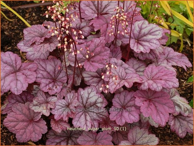 Heuchera 'Sugar Plum' | Purperklokje