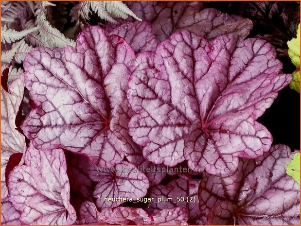 Heuchera 'Sugar Plum' | Purperklokje