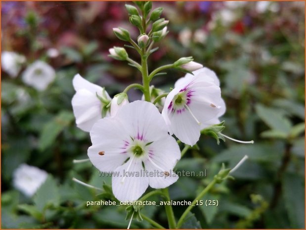 Parahebe catarractae 'Avalanche'