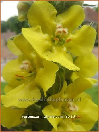 Verbascum olympicum | Toorts