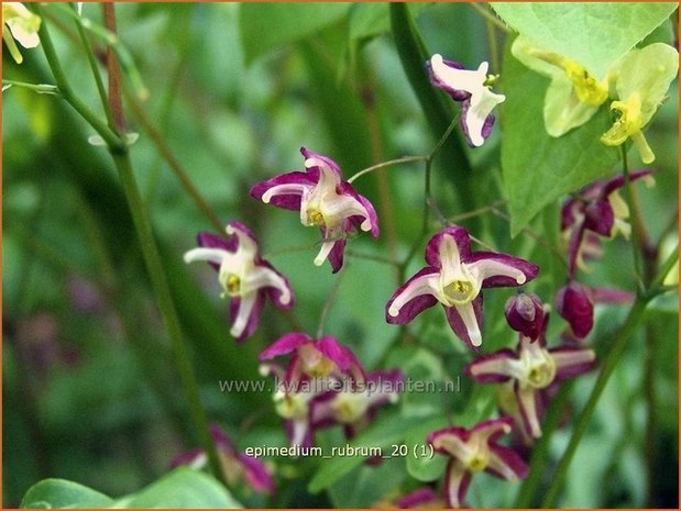 Epimedium rubrum | Elfenbloem | Rotblühende Elfenblume