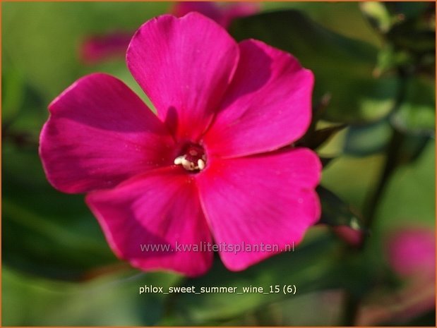 Phlox 'Sweet Summer Wine' | Vlambloem, Flox, Floks