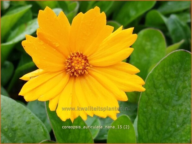 Coreopsis auriculata 'Nana' | Meisjesogen | Mädchenauge