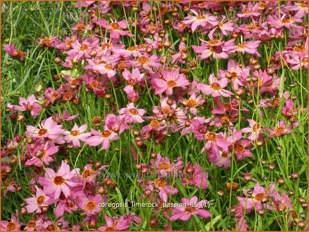 Coreopsis 'Limerock Passion' | Meisjesogen