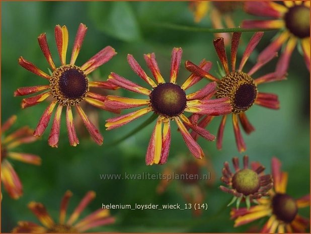 Helenium 'Loysder Wieck' | Zonnekruid