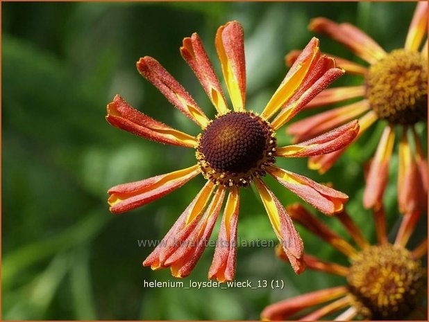 Helenium 'Loysder Wieck' | Zonnekruid