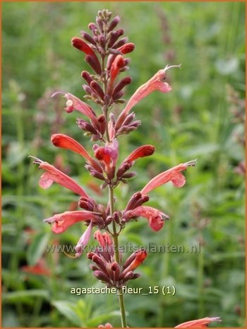 Agastache 'Fleur' | Dropplant, Anijsnetel