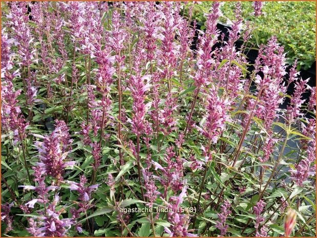 Agastache 'Linda' | Dropplant, Anijsnetel | Duftnessel