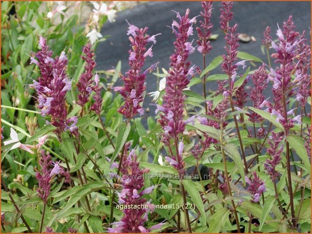 Agastache 'Linda' | Dropplant, Anijsnetel | Duftnessel