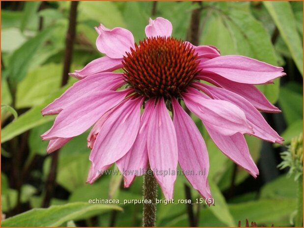 Echinacea purpurea 'Bright Rose' | Zonnehoed