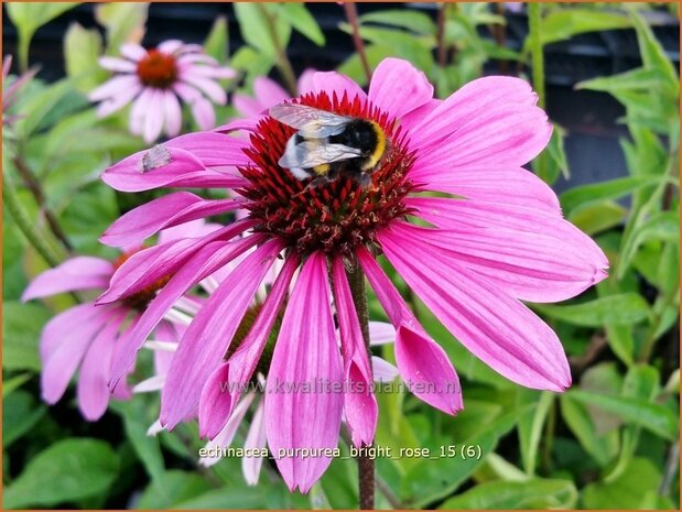 Echinacea purpurea 'Bright Rose' | Zonnehoed