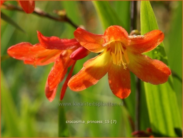 Crocosmia 'Princess' | Montbretia