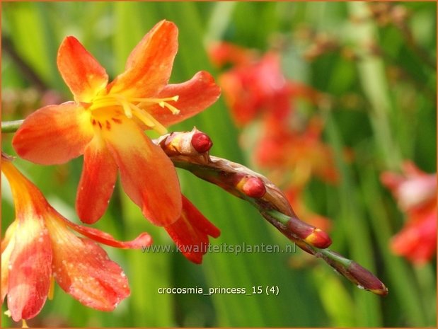 Crocosmia 'Princess' | Montbretia