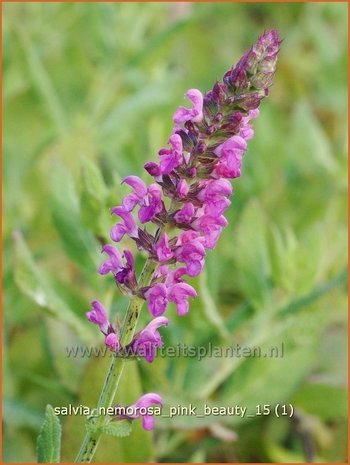 Salvia nemorosa 'Pink Beauty' | Bossalie, Salie, Salvia