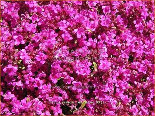 Thymus praecox &#39;Red Carpet&#39; | Kruiptijm, Tijm | Niedergestreckter Thymian