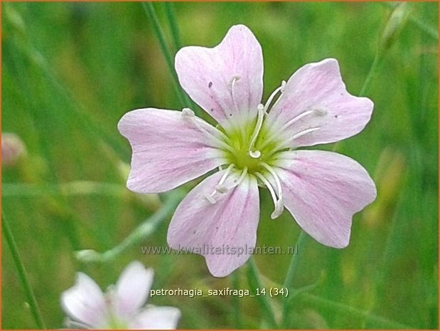 Petrorhagia saxifraga | Mantelanjer | Nelkenköpfchen