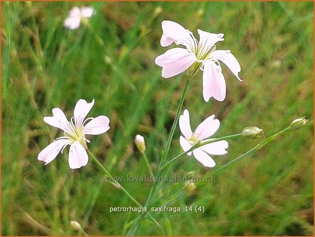 Petrorhagia saxifraga | Mantelanjer | Nelkenköpfchen