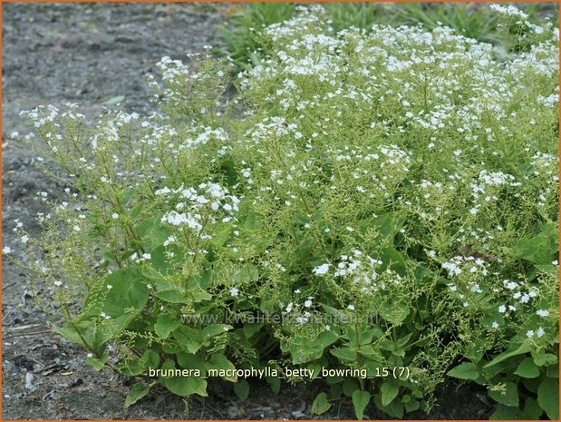 Brunnera macrophylla 'Betty Bowring' | Kaukasische vergeet-mij-nietje, Vast vergeet-mij-nietje