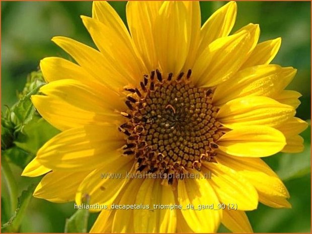 Helianthus decapetalus 'Triomphe de Gand' | Vaste zonnebloem