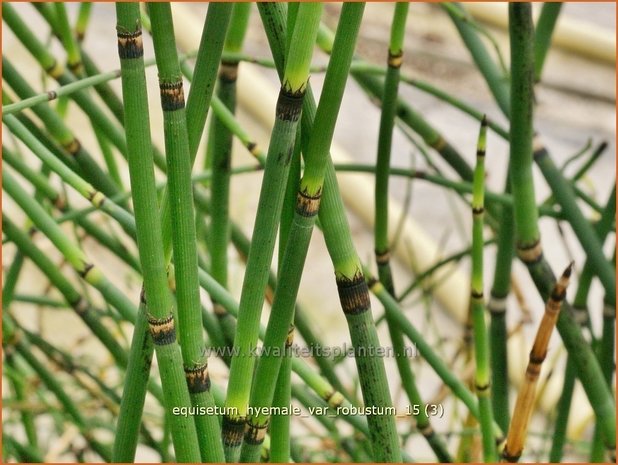 Equisetum hyemale var. robustum | Schaafstro, Schuurriet, Paardenstaart