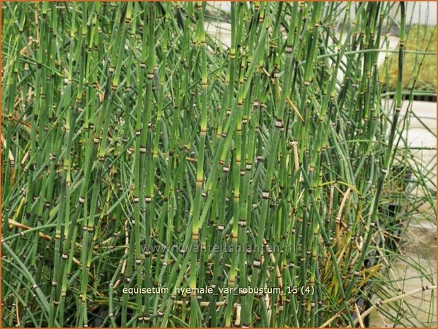 Equisetum hyemale var. robustum | Schaafstro, Schuurriet, Paardenstaart