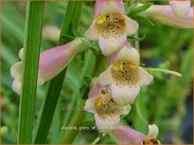 Digitalis 'Glory of Roundway' | Vingerhoedskruid